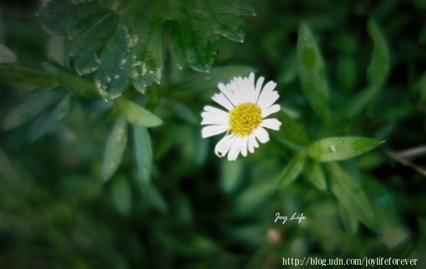 植物花朵