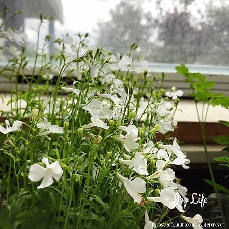 小白花