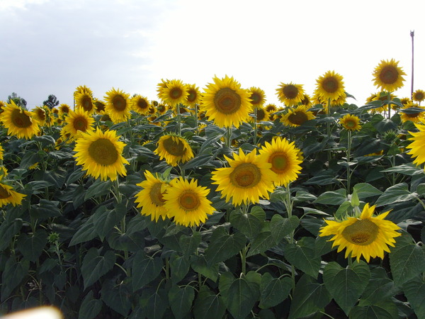 葵花地