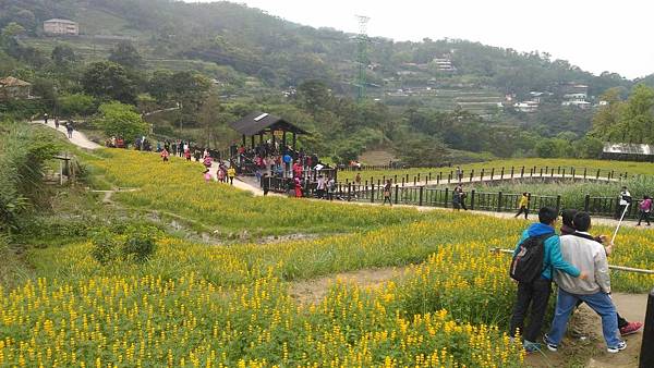 貓空樟樹步道魯冰花漫遊_7018.jpg