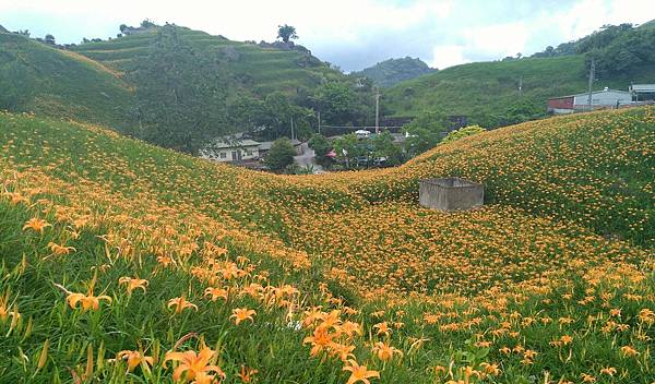 補花蓮照片_9165.jpg