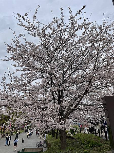 【2023東京自由行】上野恩賜公園、淺草寺＆隅田公園、目黑川