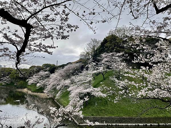 【2023東京自由行】Day4千鳥之淵