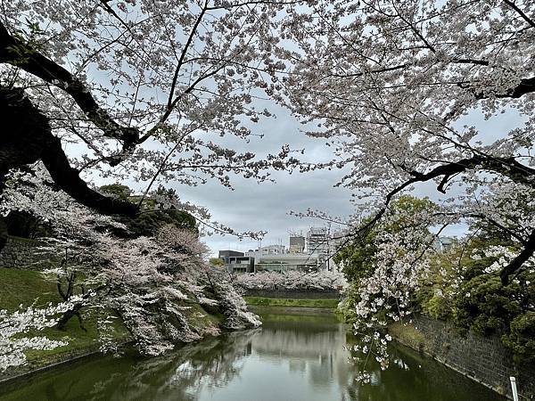 【2023東京自由行】Day4千鳥之淵