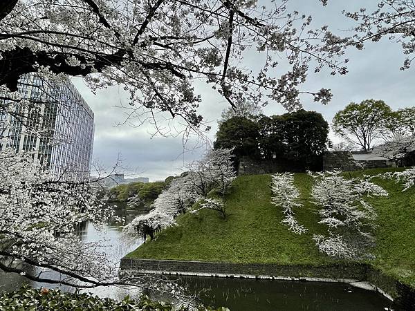 【2023東京自由行】Day4千鳥之淵