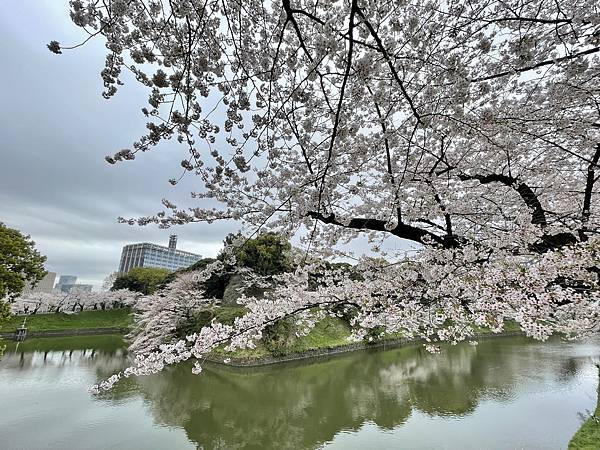 【2023東京自由行】Day4千鳥之淵