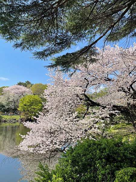 【2023東京自由行】Day4新宿御苑、原宿、藍瓶咖啡、麵處