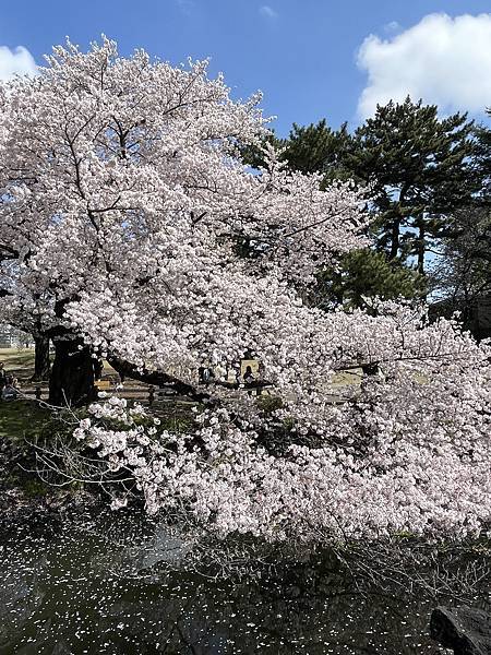 【2023東京自由行】Day4新宿御苑、原宿、藍瓶咖啡、麵處