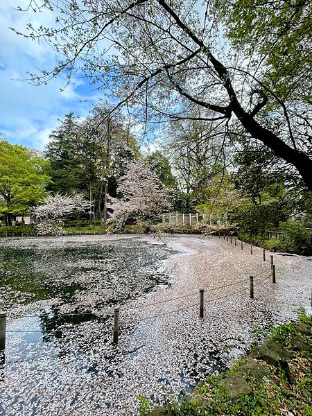【2023東京自由行】井之頭恩賜公園、豪德寺、新宿、澀谷sh