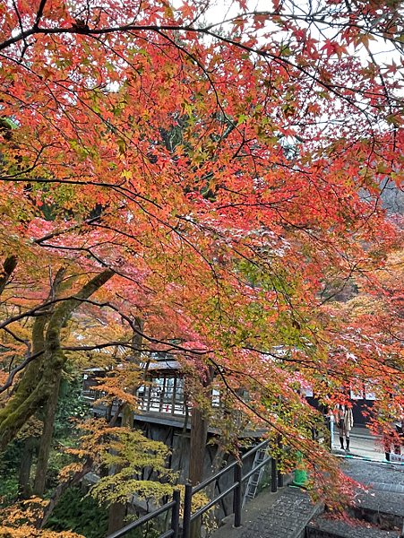 【2023關西自由行】清水寺世界遺產