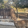 IMG_4698.JPG