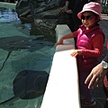 sea world 看sting ray