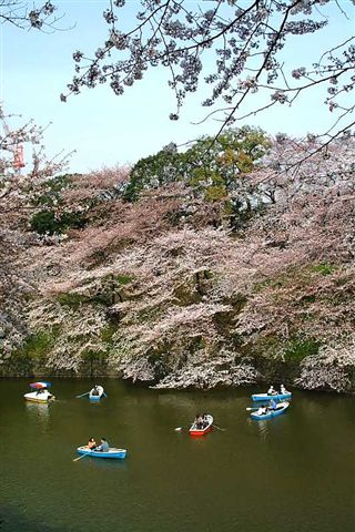 おすすめお花見所です。東京第一名賞花名地