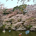 おすすめお花見所です。東京第一名賞花名地