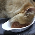 PURRTFACT波菲特安心鶉主食罐_190521_0012.jpg