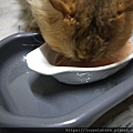 PURRTFACT波菲特安心鶉主食罐_190521_0013.jpg