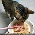 PURRTFACT波菲特安心鶉主食罐_190521_0018.jpg