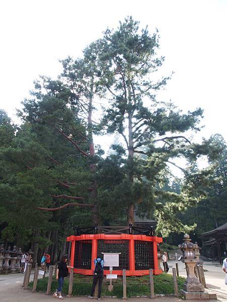 高野山 壇上伽藍 三鈷之松