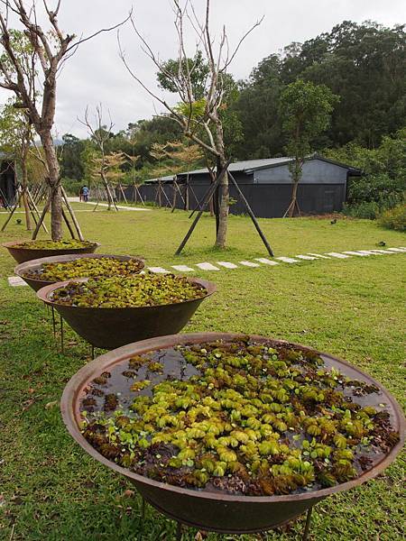 大溪老茶廠－庭園