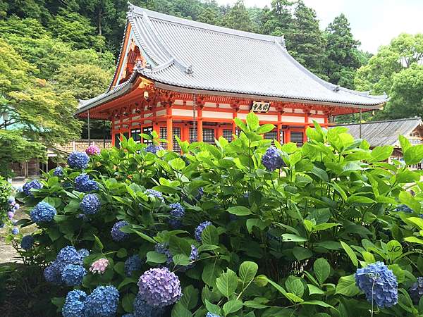 遊記 1506 大阪勝尾寺來看達磨和紫陽花 台灣女孩超元氣 痞客邦