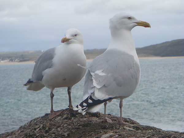 seagull