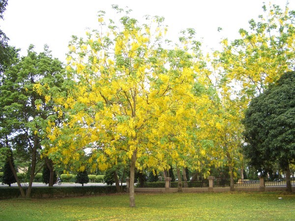 再過不久就有火紅的雨