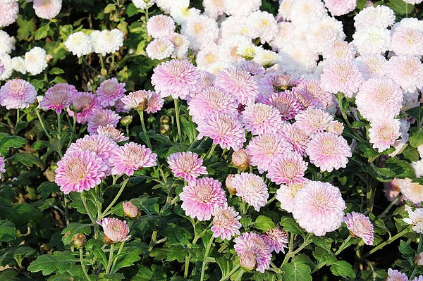 nEO_IMG_照片 053.jpg