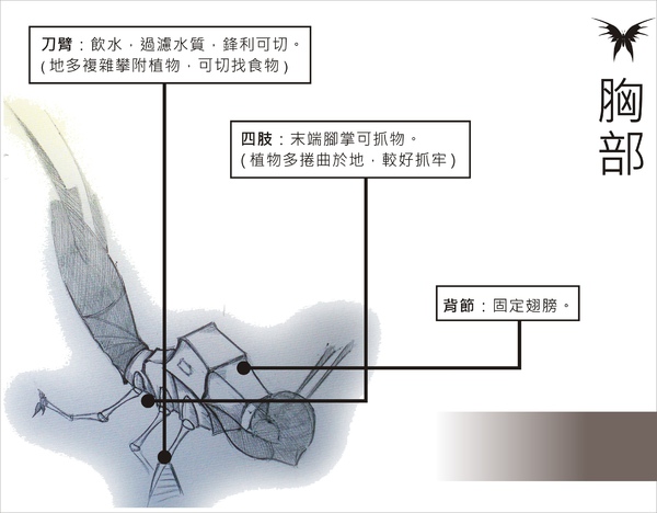刺蝶 - 10.jpg 刺蝶 - 10.jpg