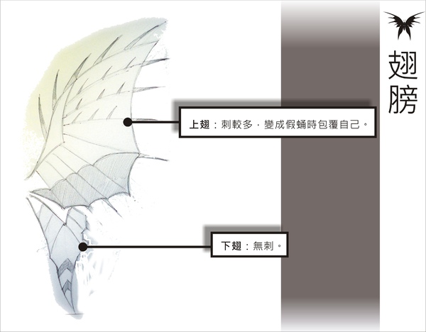 刺蝶 - 13.jpg 刺蝶 - 13.jpg