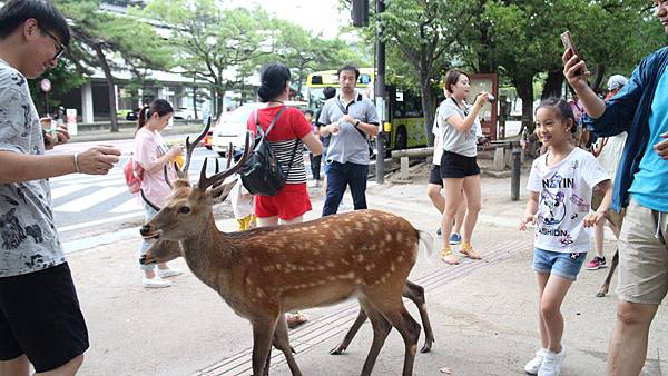 奈良公園 (22).JPG