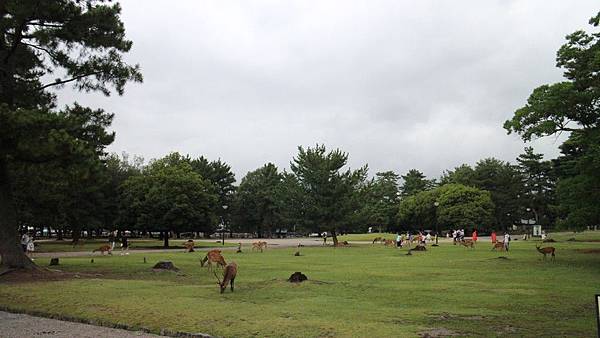 奈良公園 (33).JPG