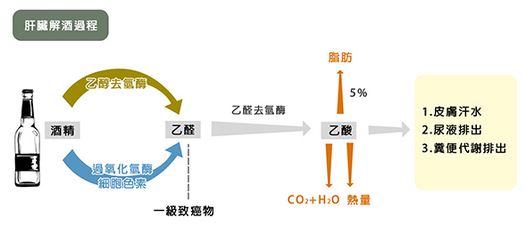 利九星 解酒 代謝酒精 酒精中毒 酒醉 解宿醉 千杯不醉 保肝 保健食品 護肝