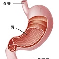 利九星 解酒 代謝酒精 酒精中毒 酒醉 解宿醉 千杯不醉 保肝 保健食品 護肝