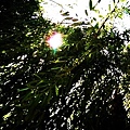 20110618 007.jpg