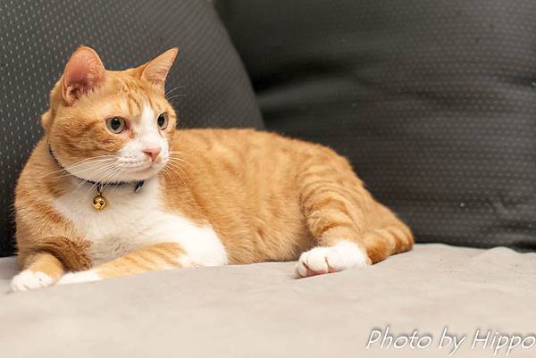 DSC_0071 DSC_0071