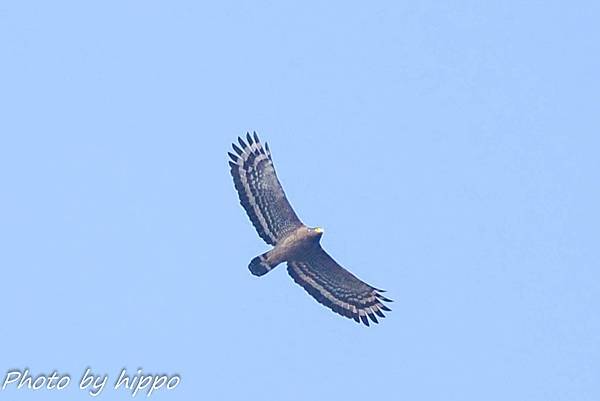 DSC_0343.jpg DSC_0343.jpg