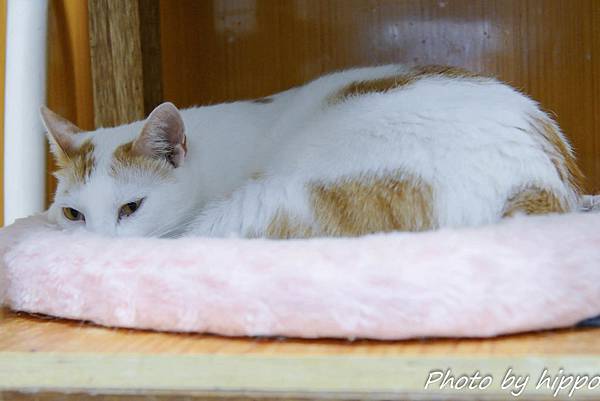 DSC_0787.jpg DSC_0787.jpg