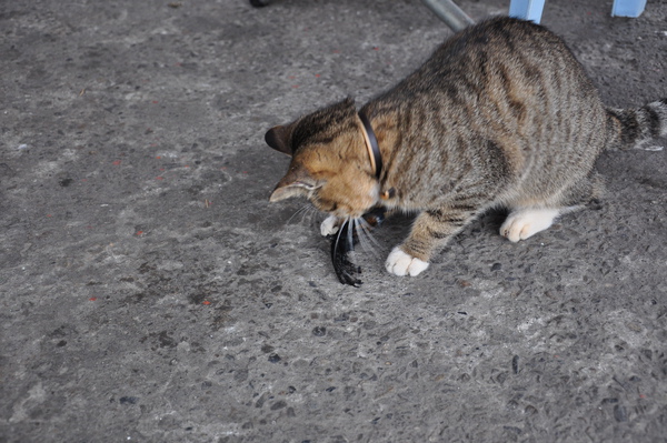 DSC_0221.JPG