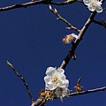 DSC_0034b.jpg