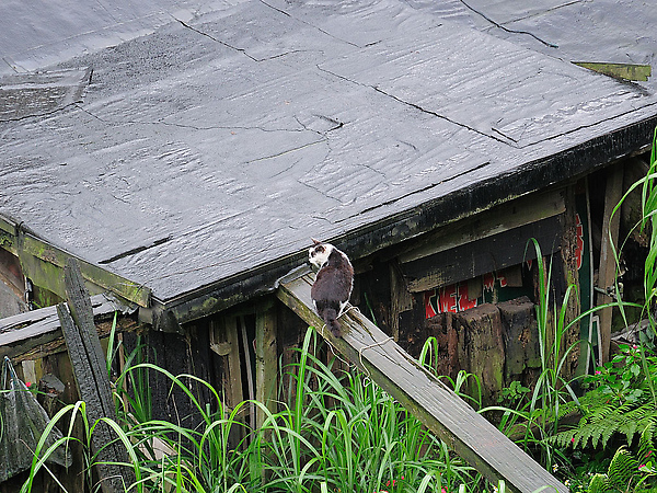 DSC_0053.jpg