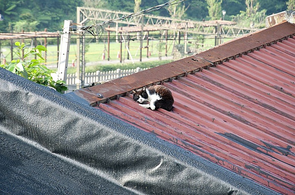 DSC_0082.JPG