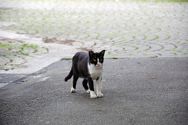 DSC_0780.jpg