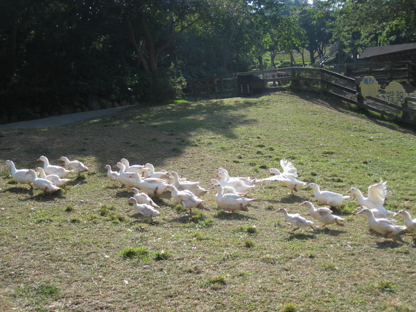 20081201飛牛牧場 124.jpg 20081201飛牛牧場 124.jpg