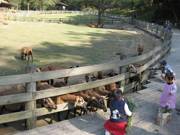 20081201飛牛牧場 142.jpg 20081201飛牛牧場 142.jpg