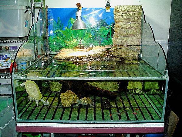 我設計的第一個水龜專用半水景造型缸-1.jpg