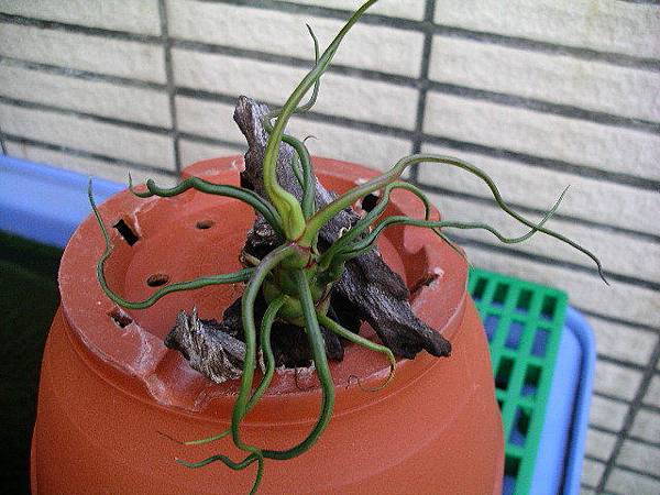 2007.12.28 小章魚T.bulbosa.jpg