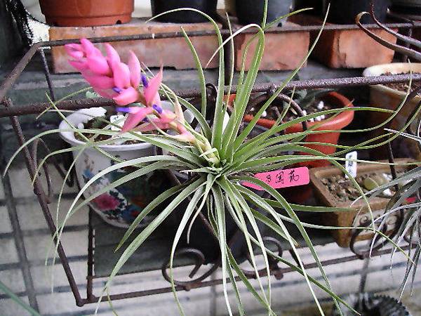 2008.4.28 多國花Tillandsia stricta.jpg