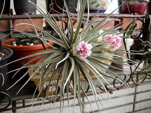 2008.4.28 棉花糖-Cotton Candy，為 T. stricta X T. recurvifolia 的交配種.jpg