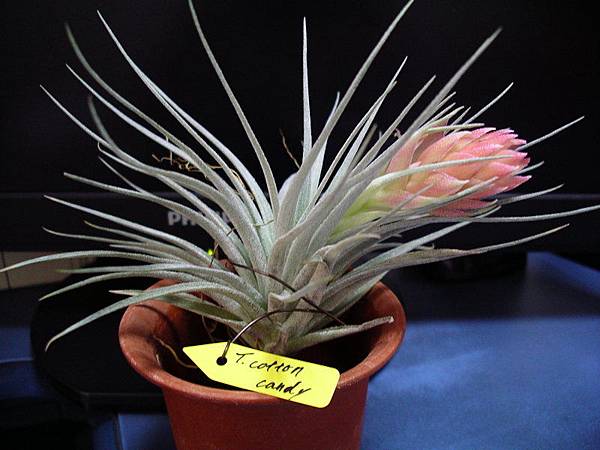 2010.1.23 Til.stricta X recurvifolia 棉花糖.jpg