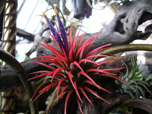 2010.3.24 小精靈Tillandsia ionantha (Rubra) 99.3.24 拍攝-2.jpg